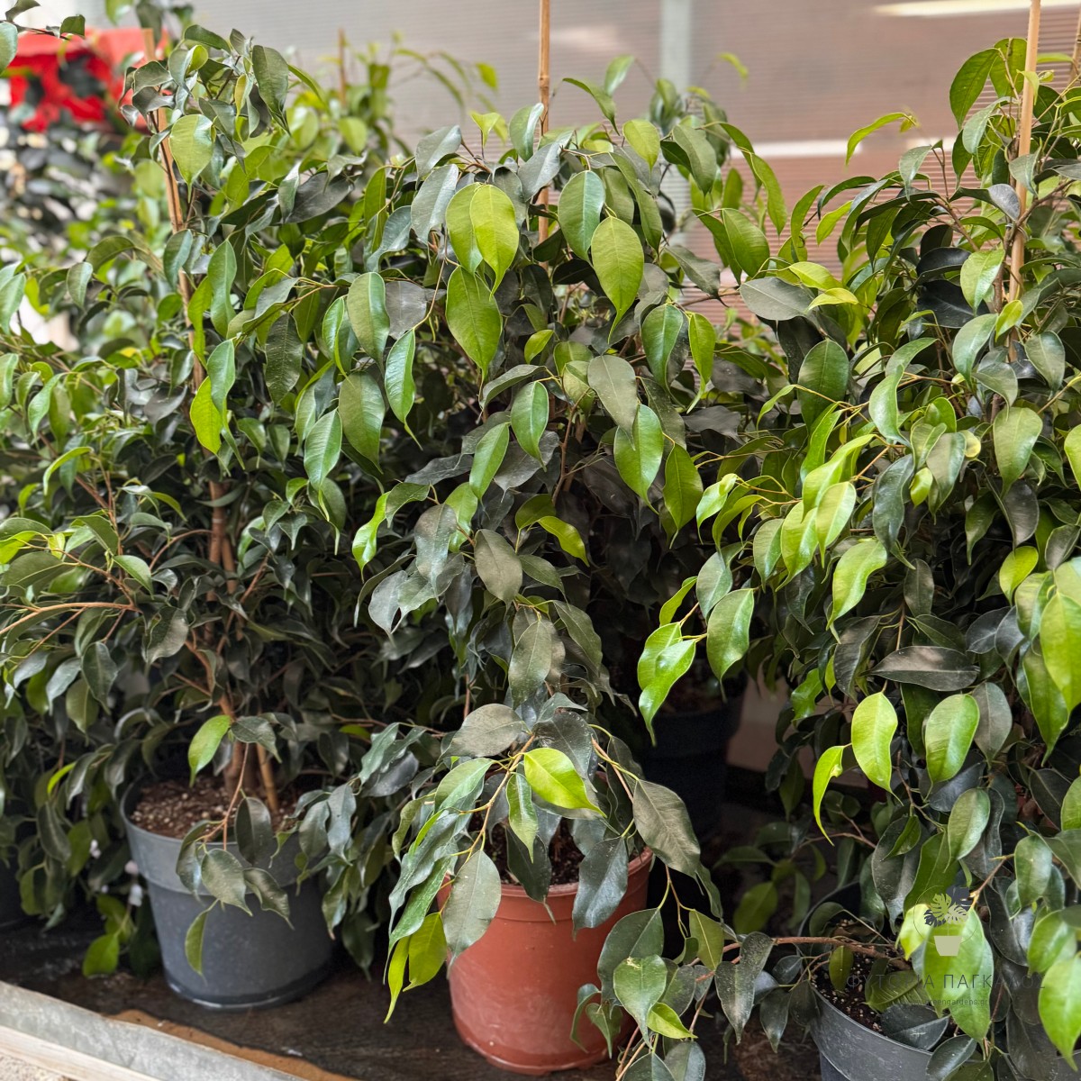 Φίκος Βενιαμίν (Ficus benjamina) - Pot: 24 cm/ High:100 cm